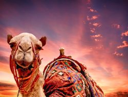 Travel Expense Software Applications For Organizations